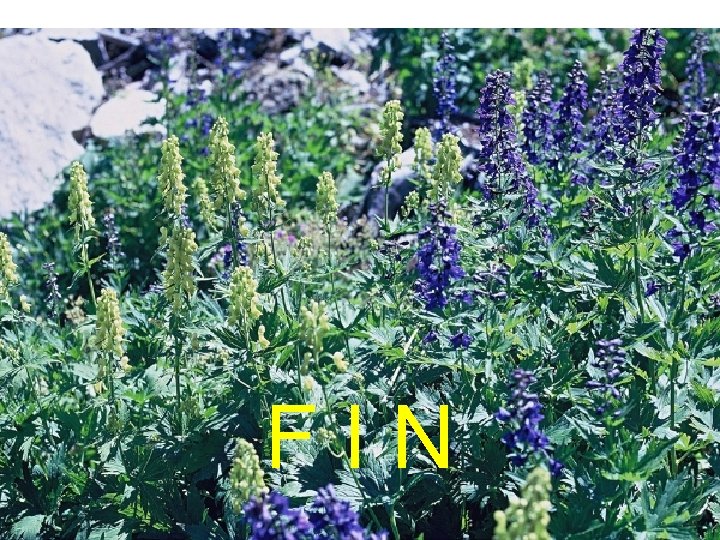 F I N 
