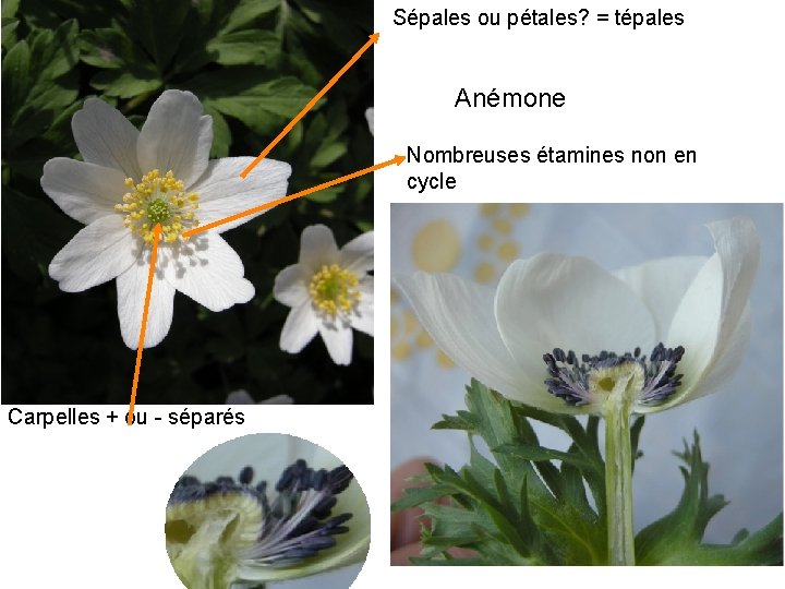 Sépales ou pétales? = tépales Caractéristiques Anémone Nombreuses étamines non en cycle Carpelles +