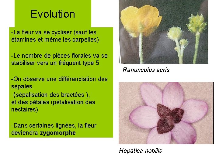 Evolution -La fleur va se cycliser (sauf les étamines et même les carpelles) -Le