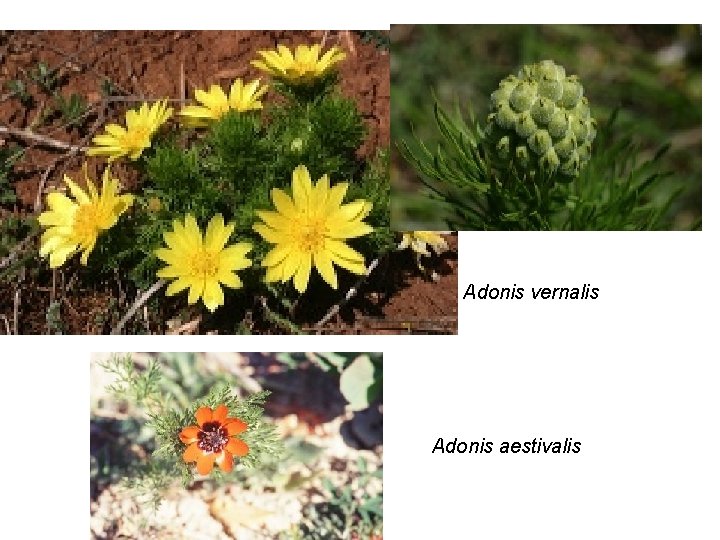 Adonis vernalis Etamines Carpelles et styles Adonis aestivalis Pétales Genre Adonis 