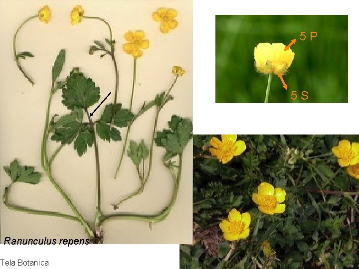 Ranunculus 5 P 5 S Ranunculus repens Tela Botanica 