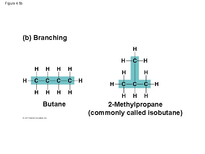 Figure 4. 5 b (b) Branching Butane 2 -Methylpropane (commonly called isobutane) Figure 4. 5 b (b) Branching Butane 2 -Methylpropane (commonly called isobutane)