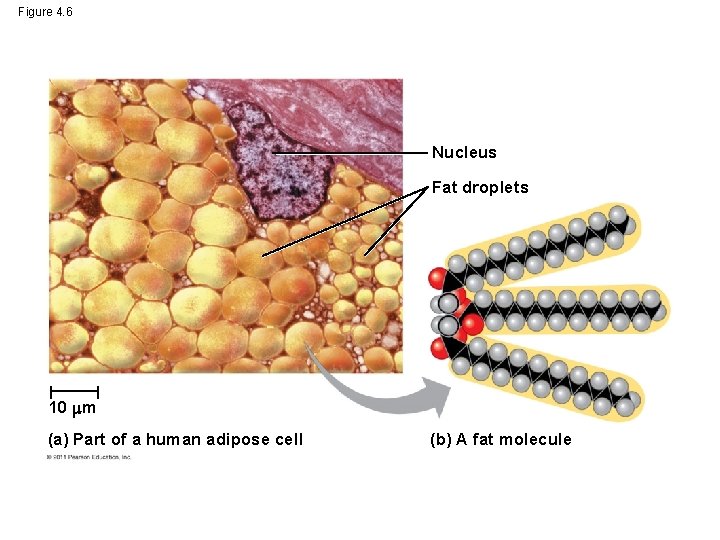Figure 4. 6 Nucleus Fat droplets 10 m (a) Part of a human adipose