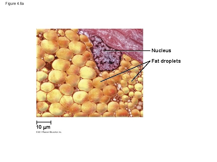 Figure 4. 6 a Nucleus Fat droplets 10 m 