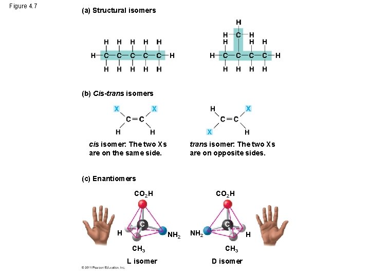 Figure 4. 7 (a) Structural isomers (b) Cis-trans isomers cis isomer: The two Xs Figure 4. 7 (a) Structural isomers (b) Cis-trans isomers cis isomer: The two Xs