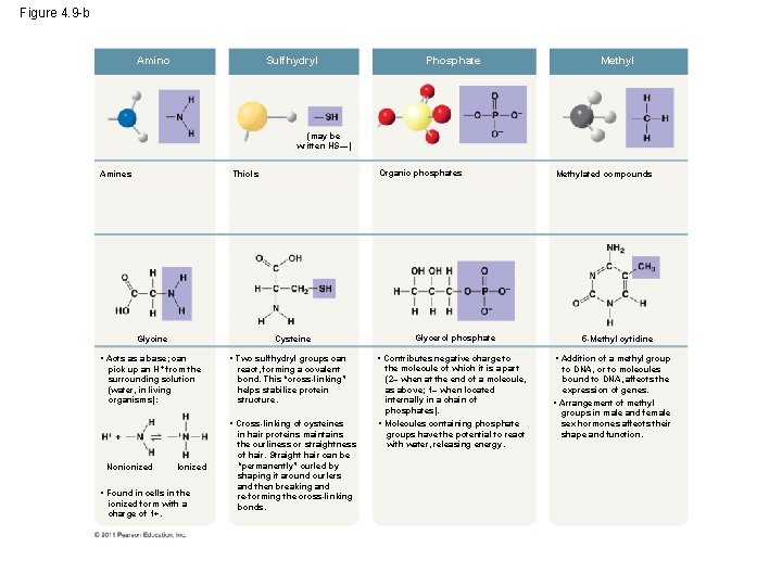 Figure 4. 9 -b Amino Sulfhydryl Phosphate Methyl (may be written HS—) Amines Organic