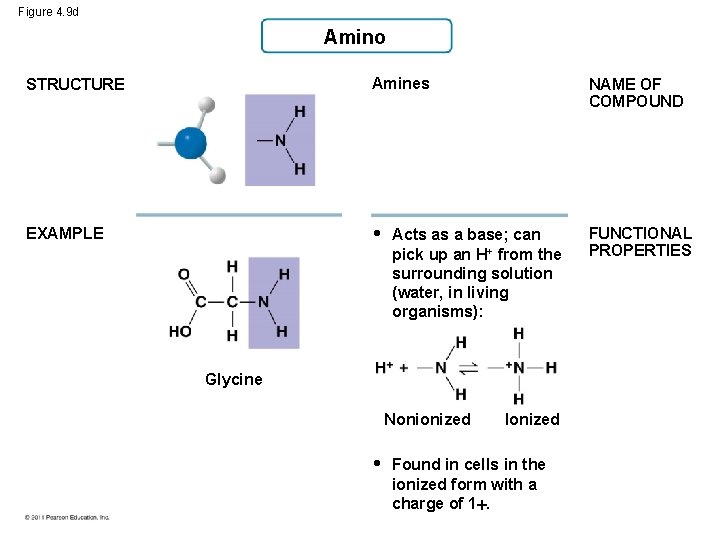 Figure 4. 9 d Amino STRUCTURE Amines NAME OF COMPOUND EXAMPLE • FUNCTIONAL PROPERTIES