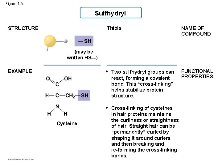 Figure 4. 9 e Sulfhydryl STRUCTURE Thiols NAME OF COMPOUND • Two sulfhydryl groups