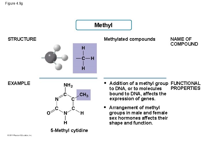 Figure 4. 9 g Methyl STRUCTURE Methylated compounds EXAMPLE • Addition of a methyl Figure 4. 9 g Methyl STRUCTURE Methylated compounds EXAMPLE • Addition of a methyl