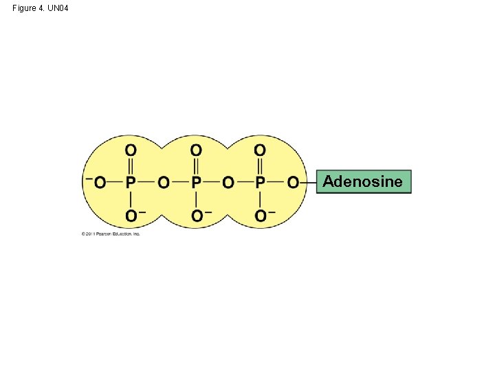 Figure 4. UN 04 Adenosine 