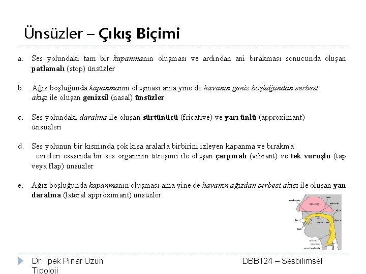 Ünsüzler – Çıkış Biçimi a. Ses yolundaki tam bir kapanmanın oluşması ve ardından ani