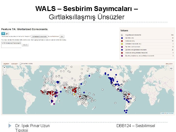 WALS – Sesbirim Sayımcaları – Gırtlaksıllaşmış Ünsüzler Dr. İpek Pınar Uzun Tipoloji DBB 124