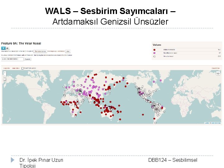 WALS – Sesbirim Sayımcaları – Artdamaksıl Genizsil Ünsüzler Dr. İpek Pınar Uzun Tipoloji DBB