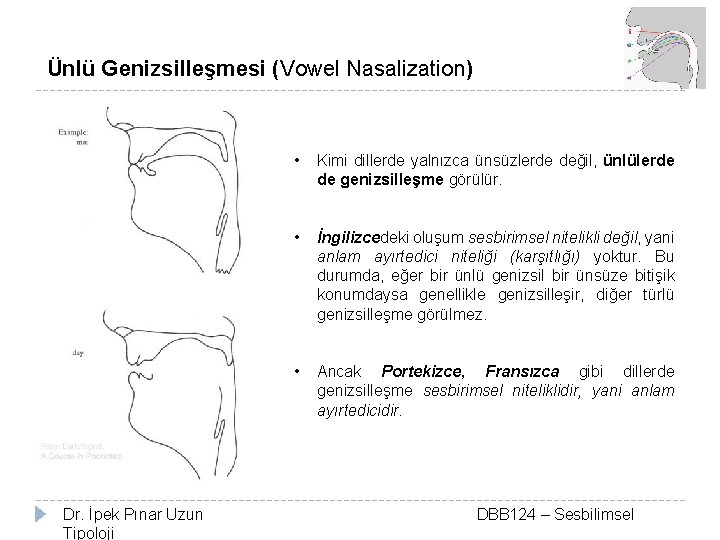 Ünlü Genizsilleşmesi (Vowel Nasalization) Dr. İpek Pınar Uzun Tipoloji • Kimi dillerde yalnızca ünsüzlerde