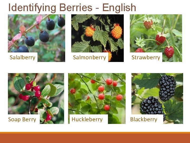 Identifying Berries - English Salalberry Salmonberry Strawberry Soap Berry Huckleberry Blackberry 