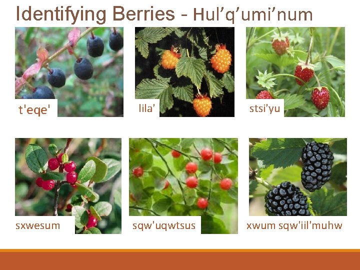 Identifying Berries - Hul’q’umi’num t'eqe' sxwesum lila' sqw'uqwtsus stsi'yu xwum sqw'iil'muhw 