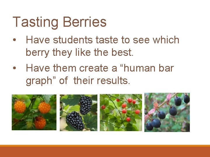 Tasting Berries • Have students taste to see which berry they like the best.