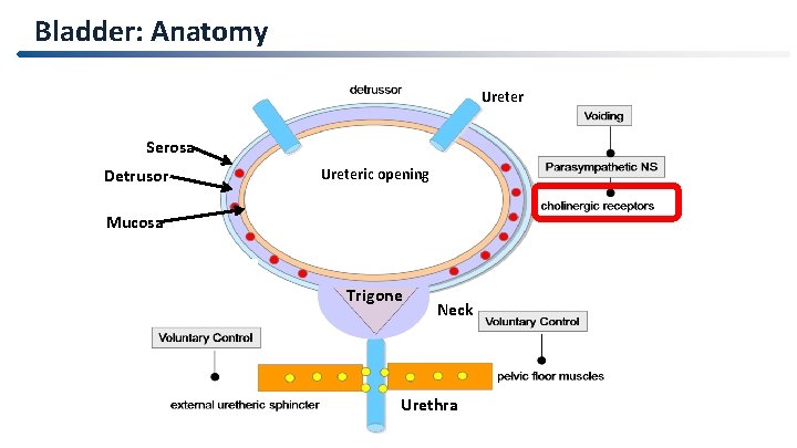 Bladder: Anatomy Ureter Serosa Detrusor Ureteric opening Mucosa Trigone Neck Urethra 