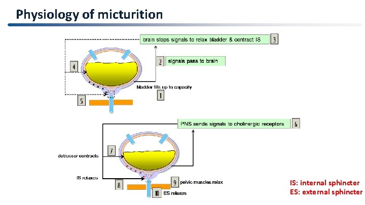 Physiology of micturition IS: internal sphincter ES: external sphincter 