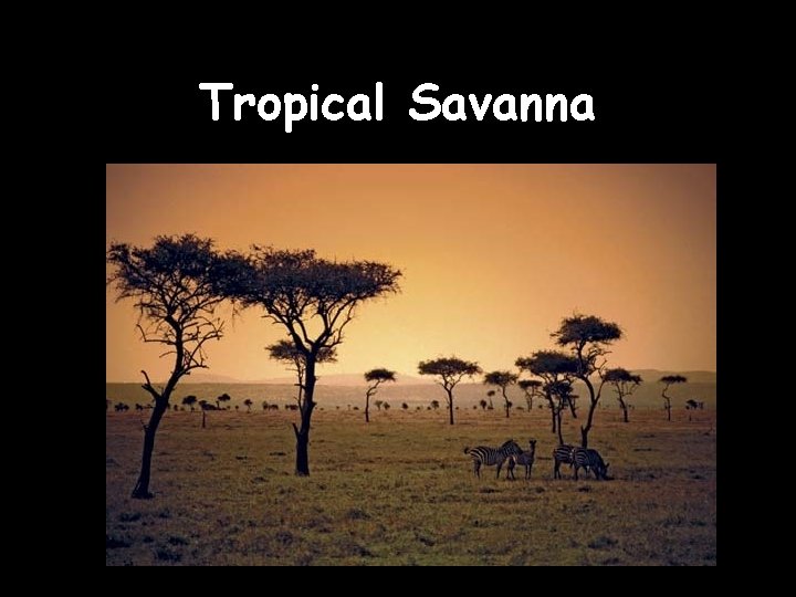 Tropical Savanna 