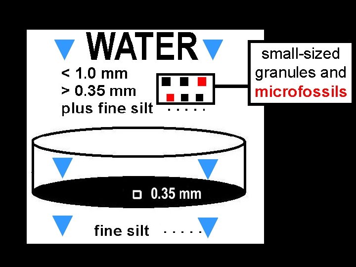 ▼ ▼ ▼ small-sized granules and microfossils 