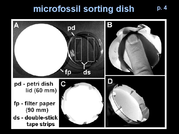 microfossil sorting dish p. 4 