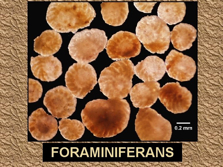 FORAMINIFERANS 