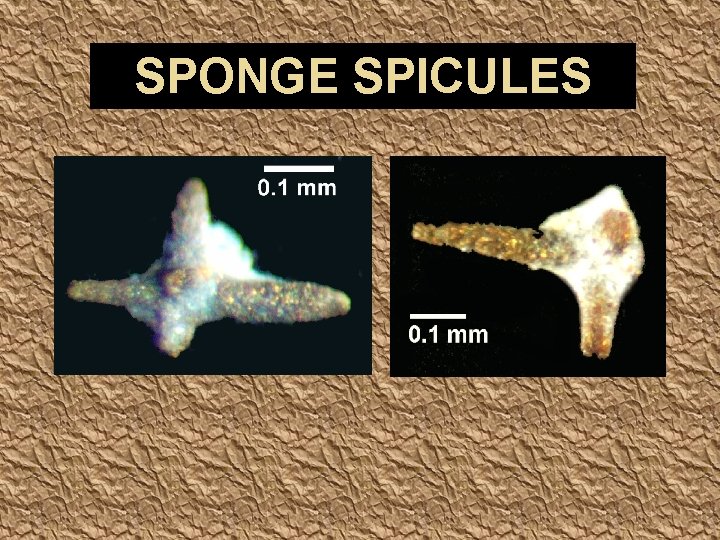 SPONGE SPICULES 