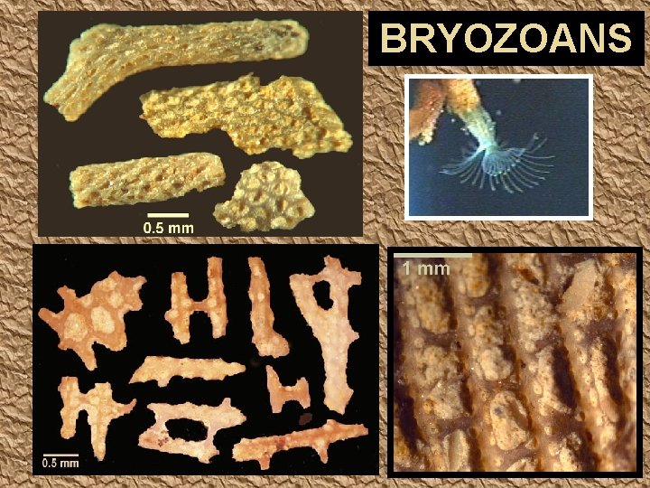 BRYOZOANS 