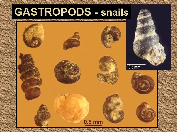 GASTROPODS - snails 