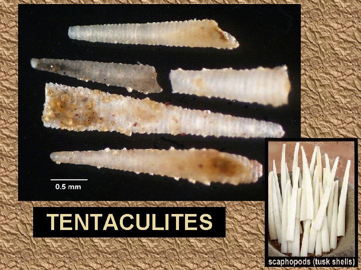 TENTACULITES 