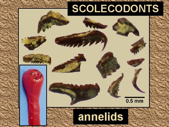 SCOLECODONTS annelids 