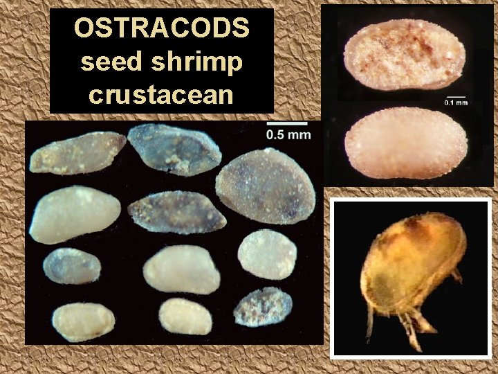 OSTRACODS seed shrimp crustacean 