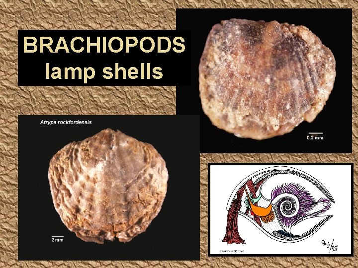 BRACHIOPODS lamp shells 
