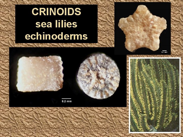 CRINOIDS sea lilies echinoderms 