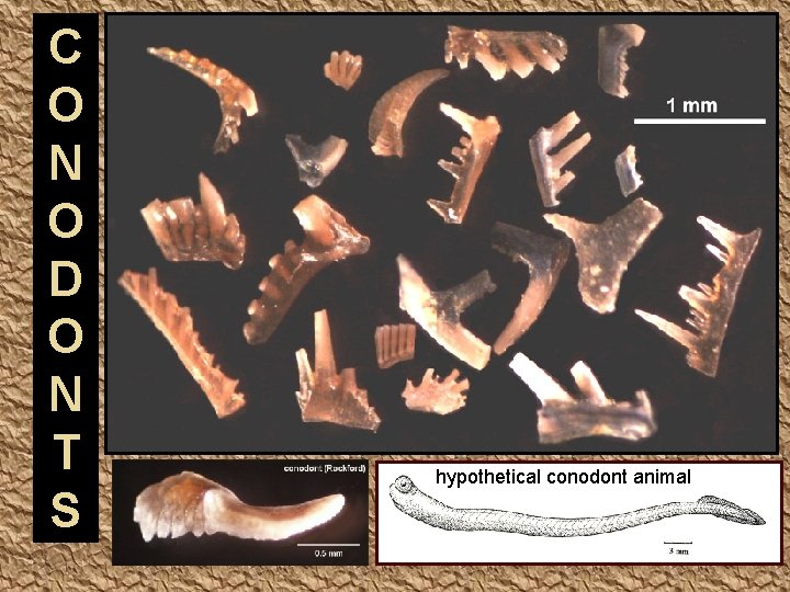 C O N O D O N T S hypothetical conodont animal 