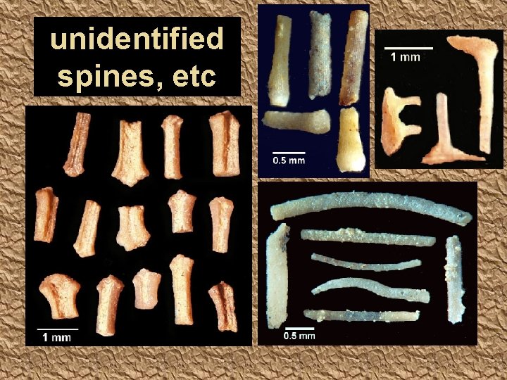 unidentified spines, etc 