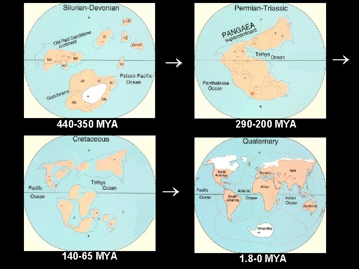  440 -350 MYA 290 -200 MYA 140 -65 MYA 1. 8 -0 MYA