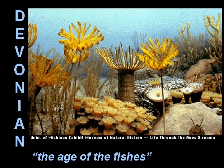 D E V O N I A N “the age of the fishes” 