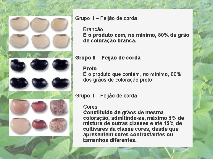 Grupo II – Feijão de corda Brancão É o produto com, no mínimo, 80%