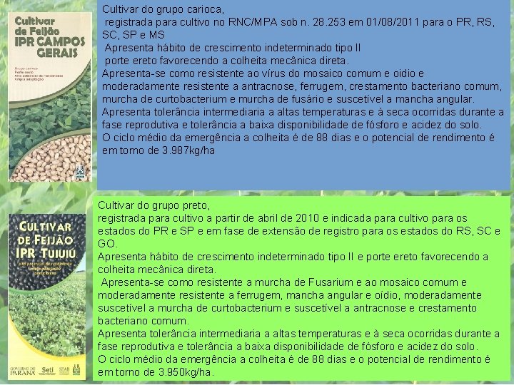 Cultivar do grupo carioca, registrada para cultivo no RNC/MPA sob n. 28. 253 em