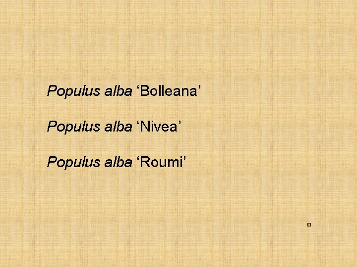 Populus alba ‘Bolleana’ Populus alba ‘Nivea’ Populus alba ‘Roumi’ 