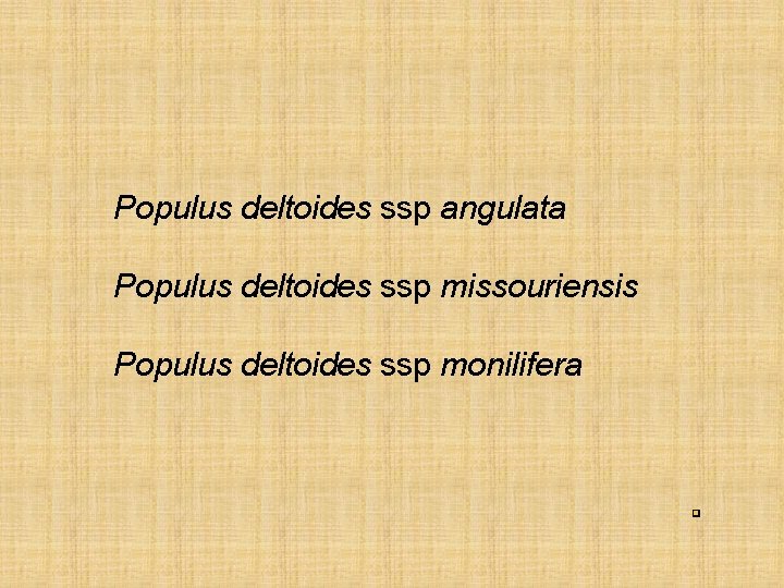 Populus deltoides ssp angulata Populus deltoides ssp missouriensis Populus deltoides ssp monilifera 