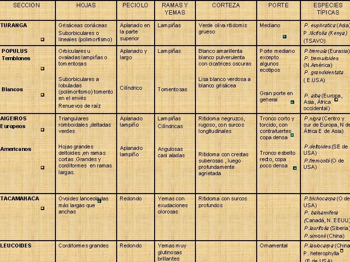 SECCION HOJAS PECIOLO TURANGA Grisáceas coriáceas Suborbiculares o lineales (polimorfismo) Aplanado en la parte