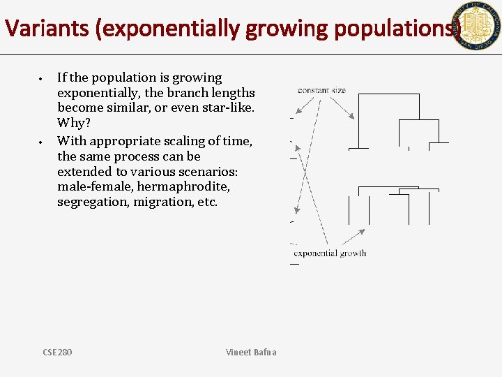 Variants (exponentially growing populations) • • If the population is growing exponentially, the branch