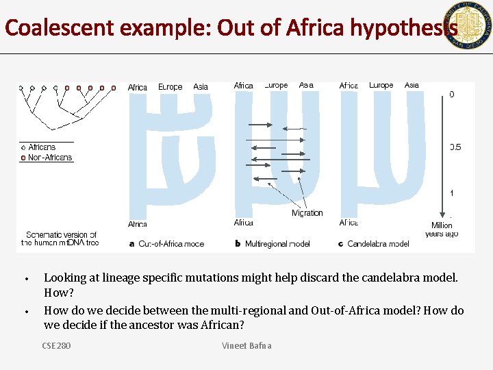 Coalescent example: Out of Africa hypothesis • • Looking at lineage specific mutations might