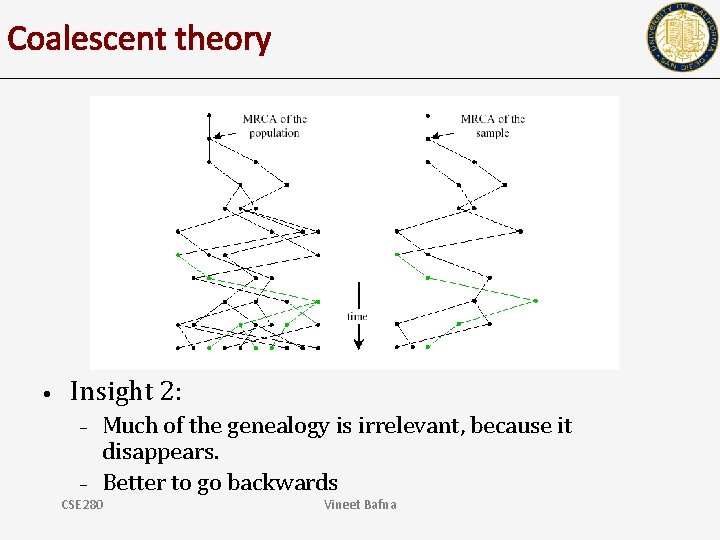 Coalescent theory • Insight 2: – – Much of the genealogy is irrelevant, because