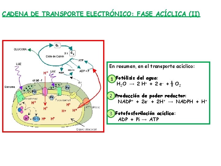 CADENA DE TRANSPORTE ELECTRÓNICO: FASE ACÍCLICA (II) En resumen, en el transporte acíclico: 1