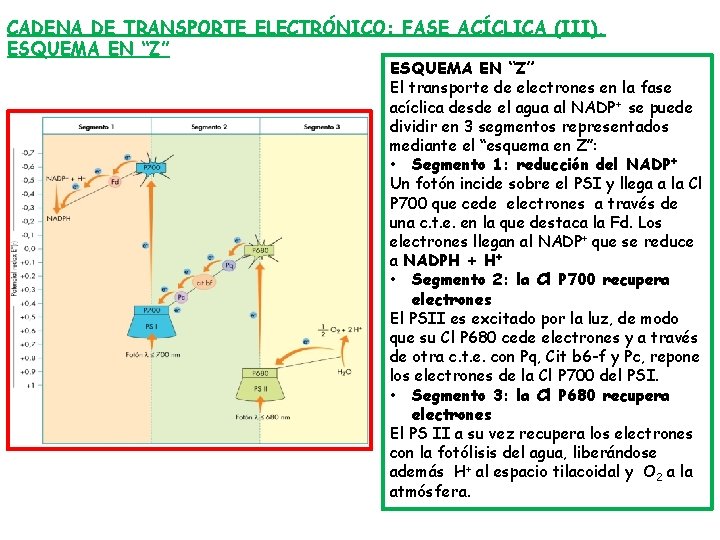 CADENA DE TRANSPORTE ELECTRÓNICO: FASE ACÍCLICA (III), ESQUEMA EN “Z” El transporte de electrones