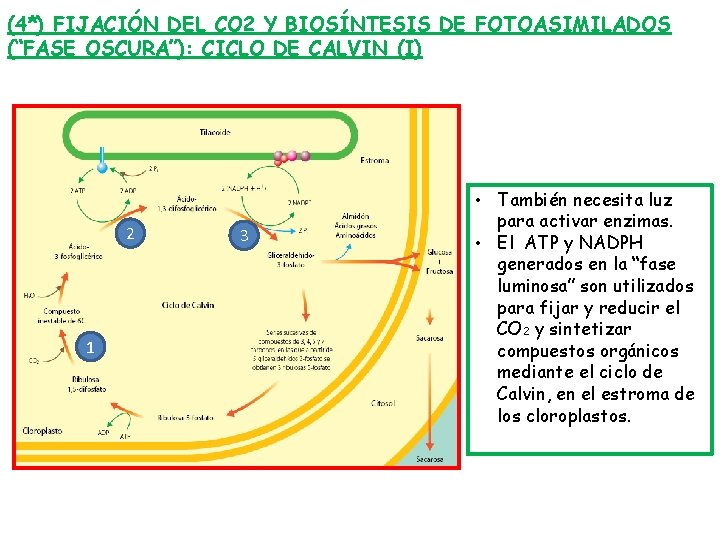 (4*) FIJACIÓN DEL CO 2 Y BIOSÍNTESIS DE FOTOASIMILADOS (“FASE OSCURA”): CICLO DE CALVIN